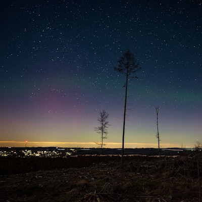 Am dunklen Horizont sind ganz leicht rosafarbene und grüne Polarlichter zu erkennen. Drei lange Bäume ragen davor in die Höhe.