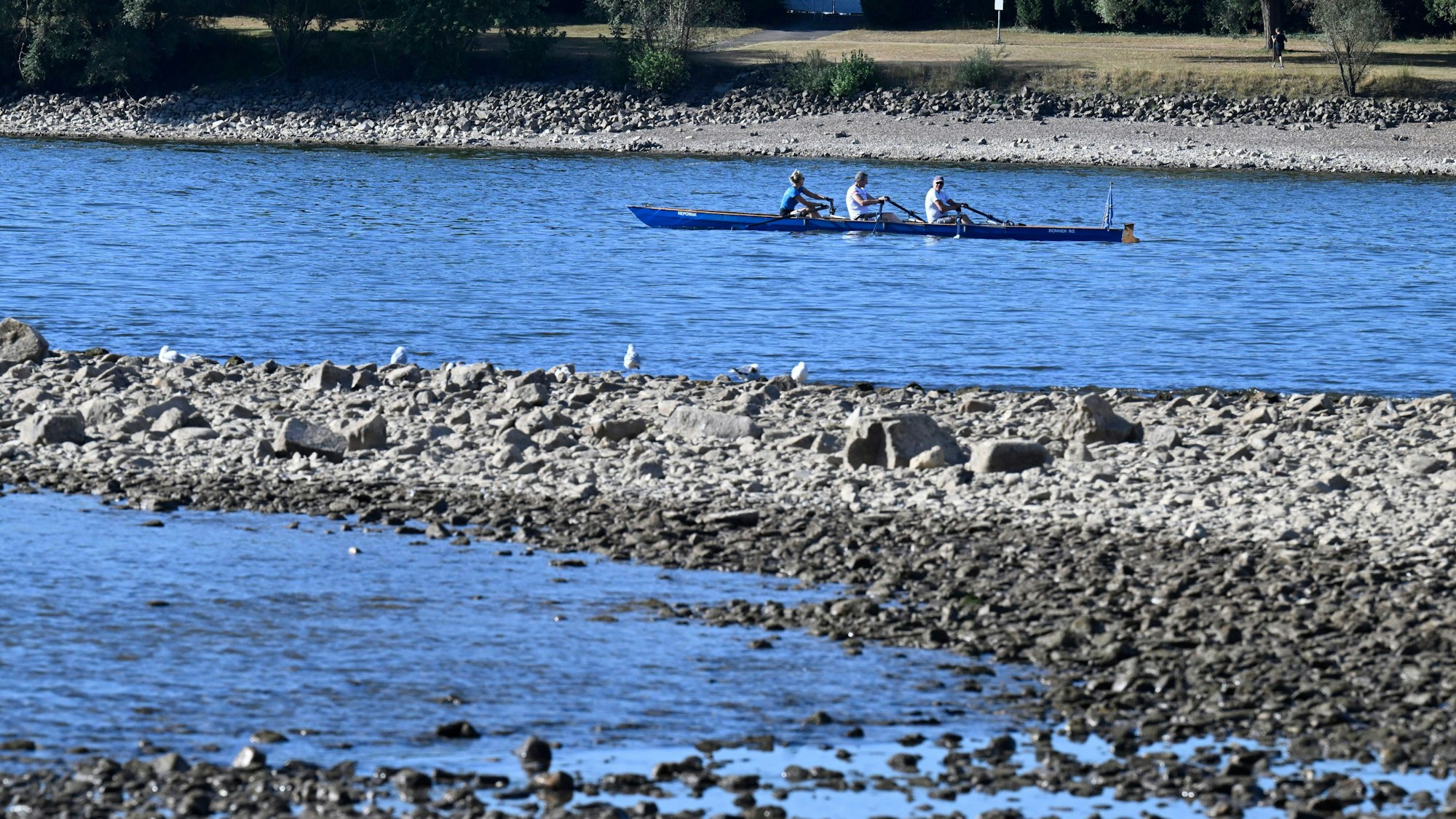 Ein Ruderboot fährt auf dem Rhein. Der Fluss führt Niedrigwasser.