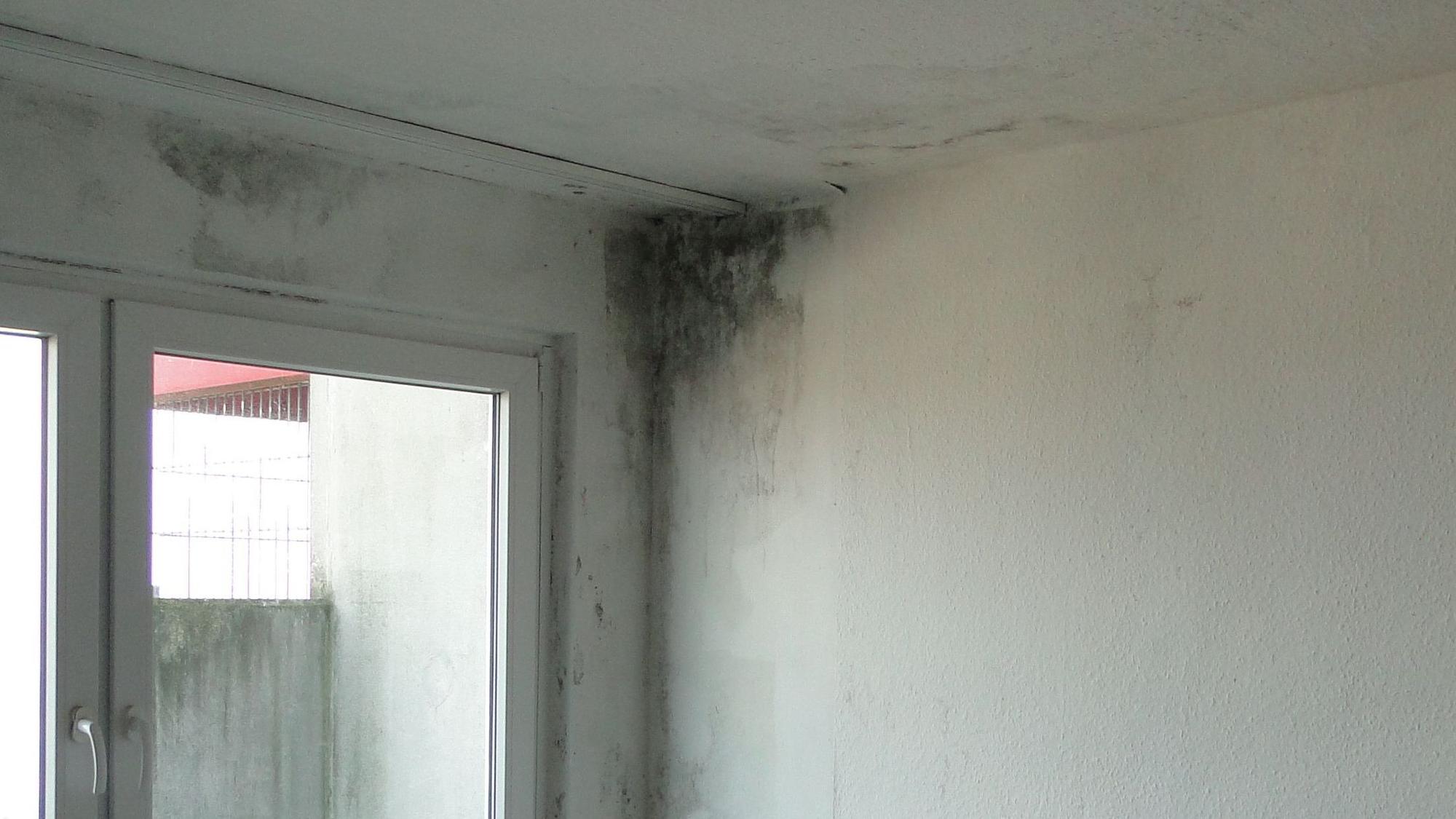 Schwarze Schimmelbildung in der Ecke einer Wand