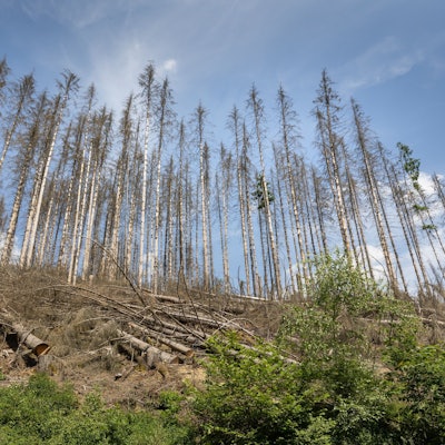 Verdorrte Fichten stehen in einem Wald an der Aggertalsperre Talsperrenweg / Derschlager Str.