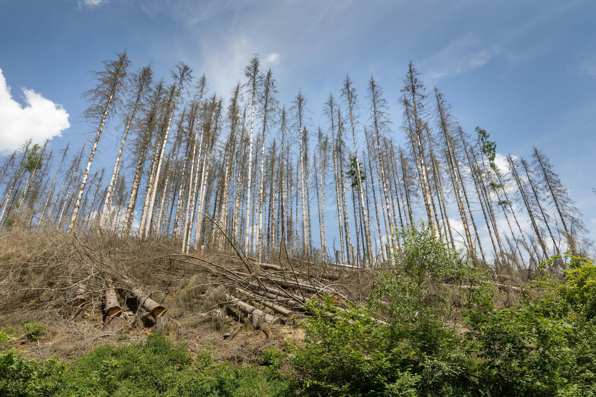 Verdorrte Fichten stehen in einem Wald an der Aggertalsperre Talsperrenweg / Derschlager Str.