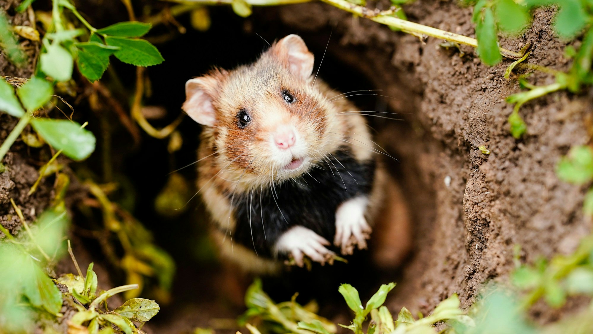 Ein Feldhamster schaut auf einer Ackerfläche aus seinem Bau.