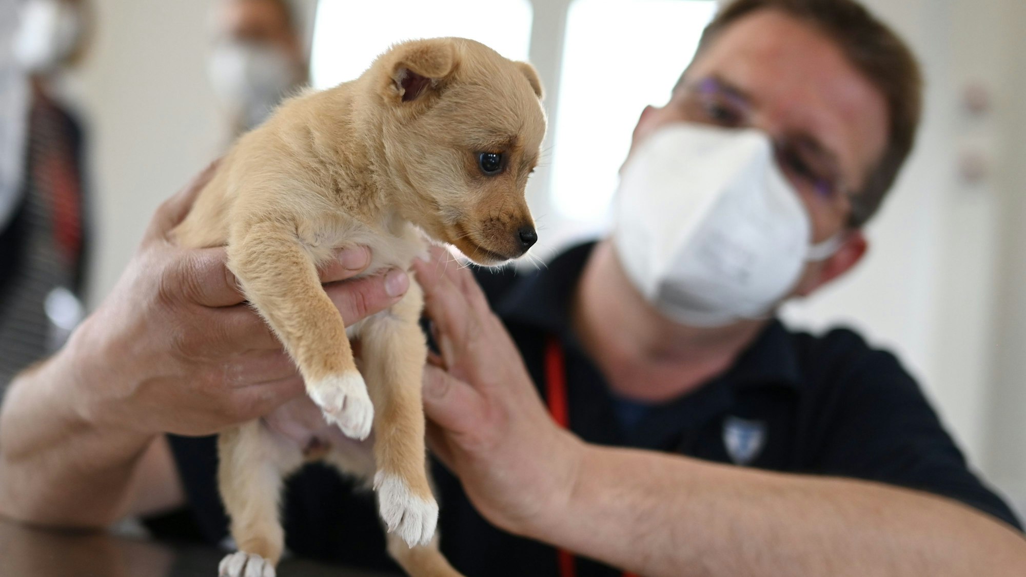 Hunde sind beliebt – aber im Krankheitsfall schnell kostspielig.