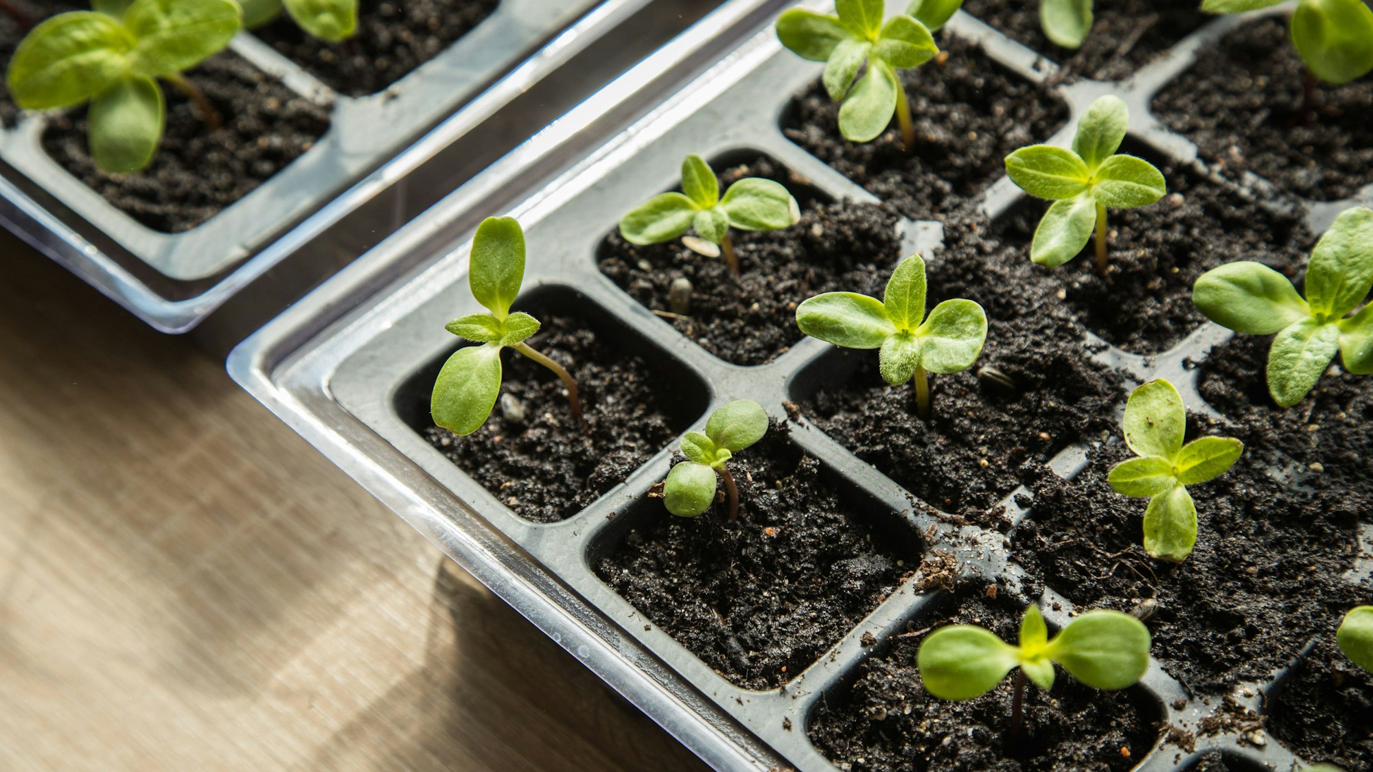 Eigenes Gemüse in der Stadt anbauen – diese Idee gefällt immer mehr Menschen.