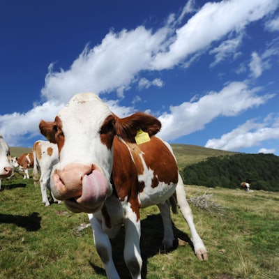 Kühe auf einer Wiese.