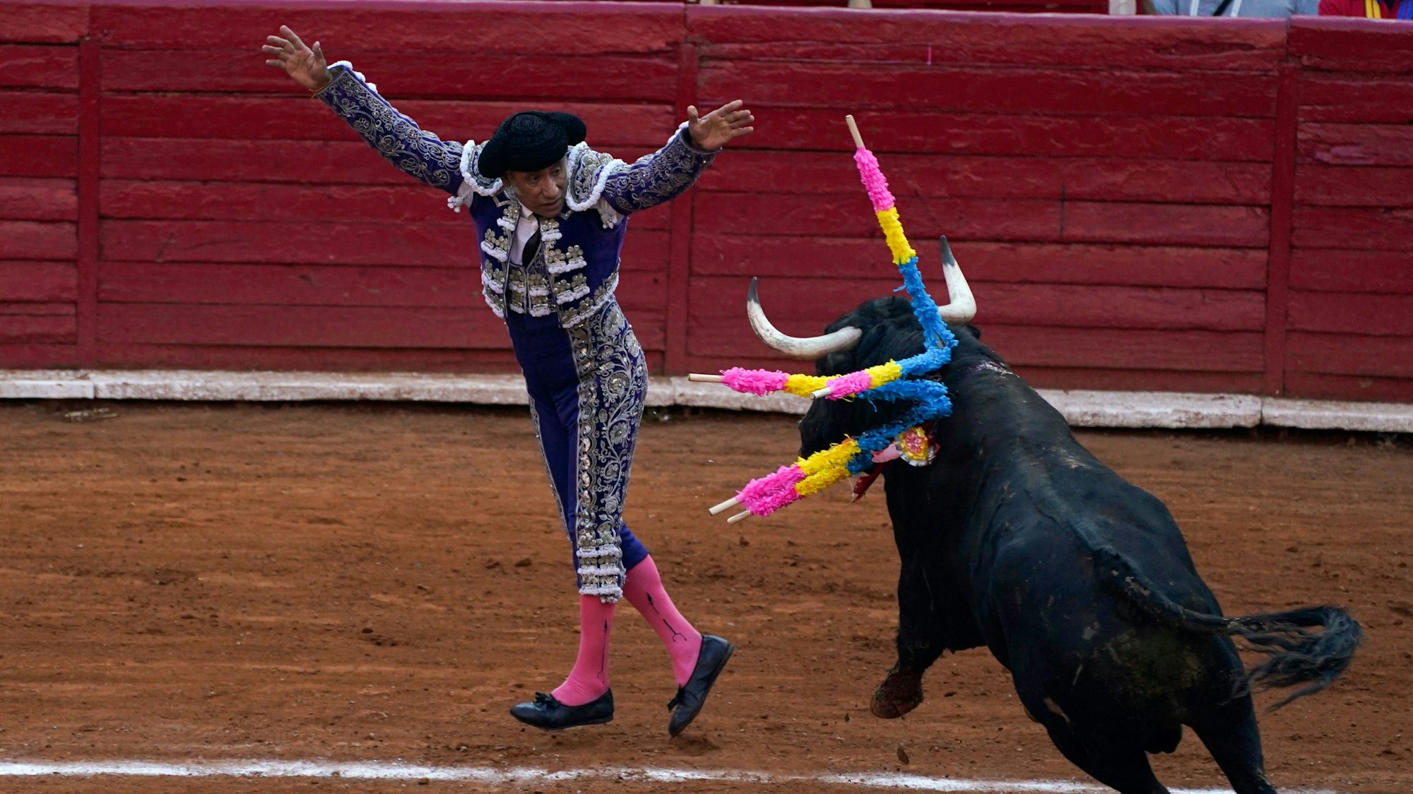 Ein „Banderillero“ nagelt während eines Stierkampfes in der Stierkampfarena zwei „Banderillas“ an einen Stier.