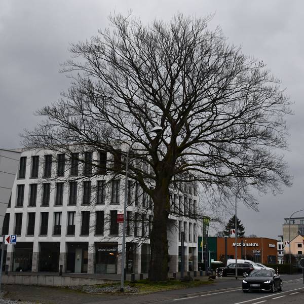 Das Foto zeigt die Blutbuche an der Luxemburger Straße in Hürth-Efferen. Sie wird im März 2023 gefällt. Sie muss dem vierspurigen Ausbau der Straße weichen.