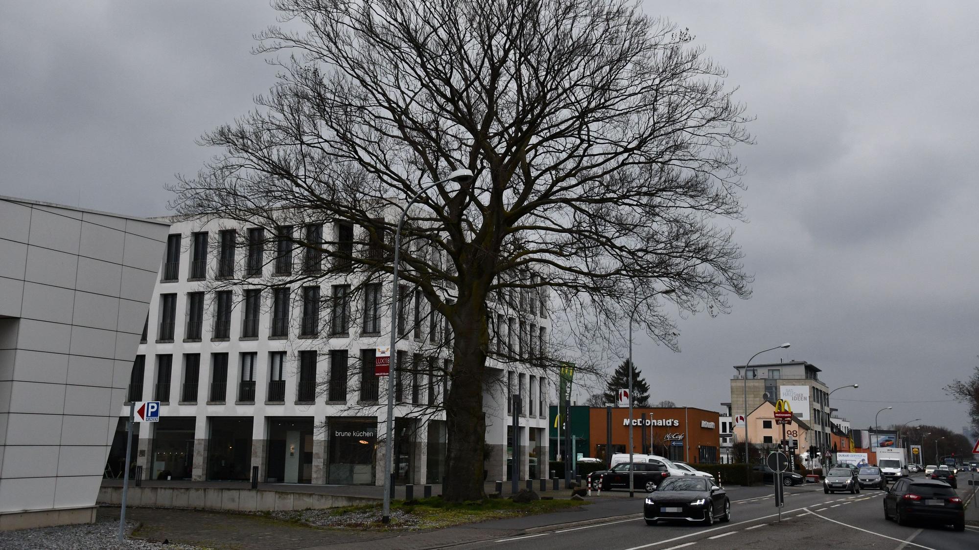 Das Foto zeigt die Blutbuche an der Luxemburger Straße in Hürth-Efferen. Sie wird im März 2023 gefällt. Sie muss dem vierspurigen Ausbau der Straße weichen.