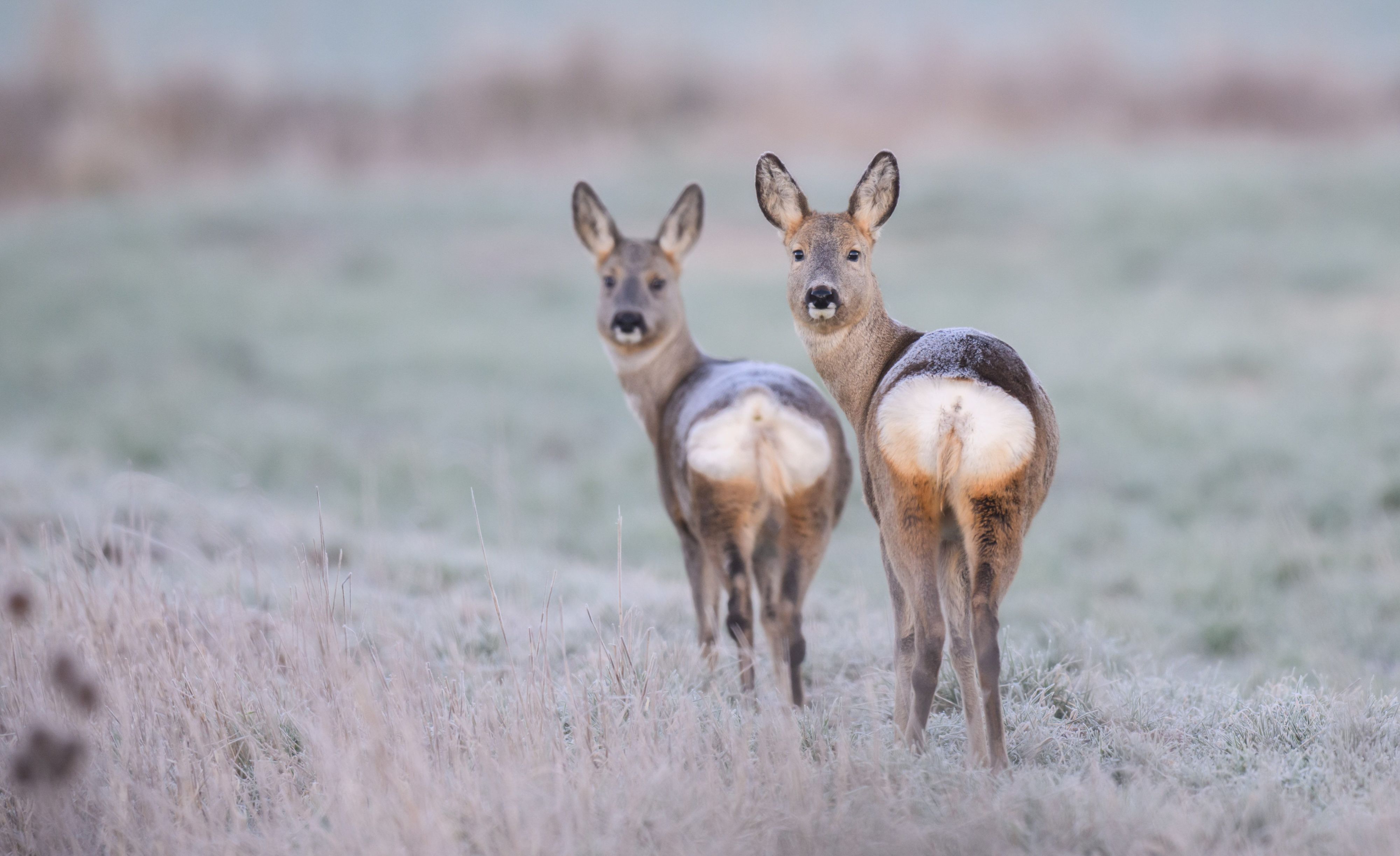 Zwei Rehe stehen am frühen Morgen auf einem vom Feld. (Symbolbild)