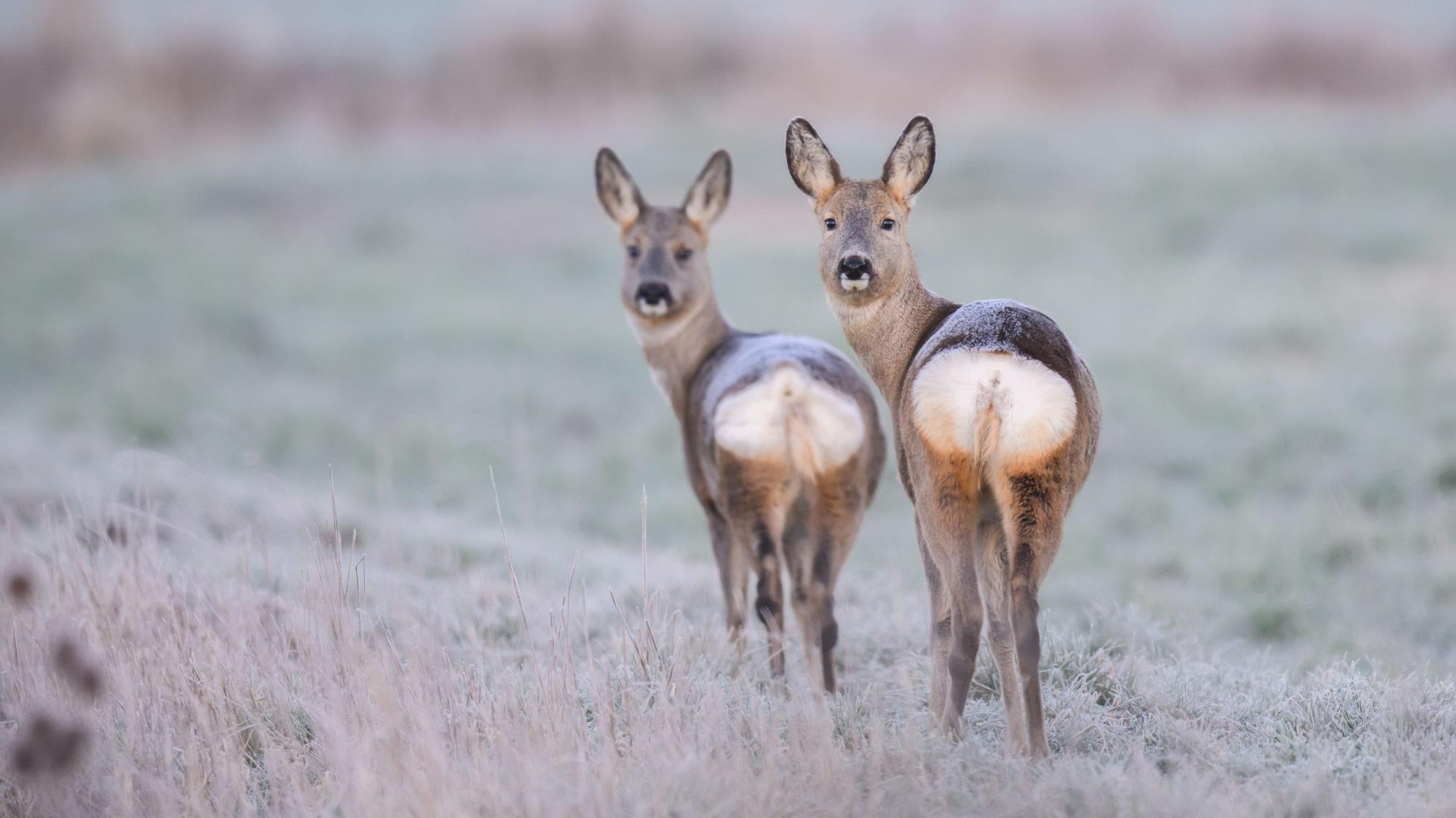 Zwei Rehe stehen am frühen Morgen auf einem vom Feld. (Symbolbild)