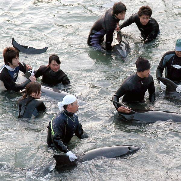 Delfin-Trainer selektieren die Delfine, die bei der Treibjagd gefangen wurden.