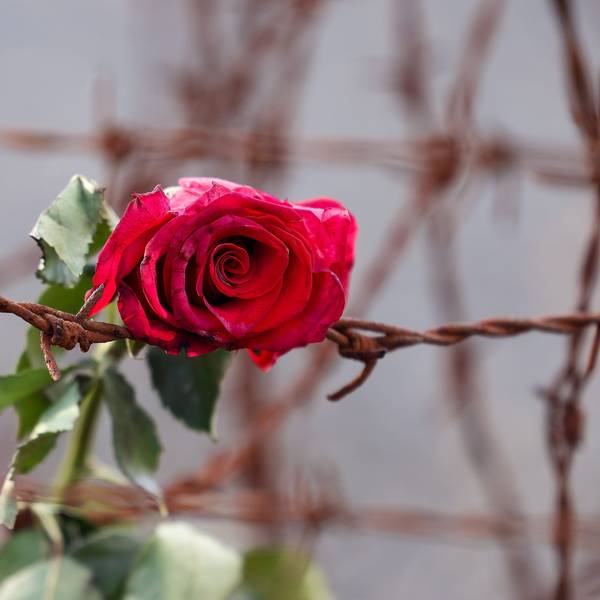Eine Rose hängt im KZ Sachsenhausen zwischen Stacheldraht. (Symbolbild)