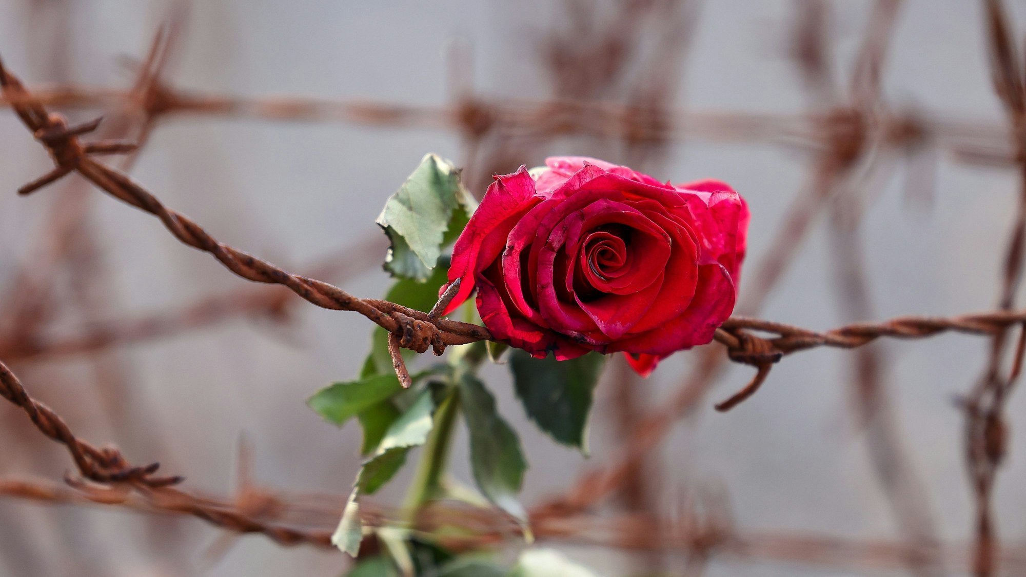Eine Rose hängt im KZ Sachsenhausen zwischen Stacheldraht. (Symbolbild)