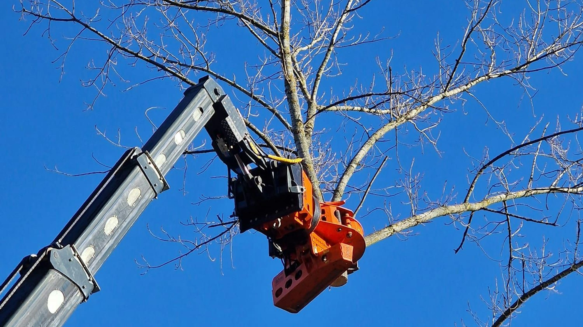 Blick auf die Fällmaschine, die gerade eine Pappel kürzt.