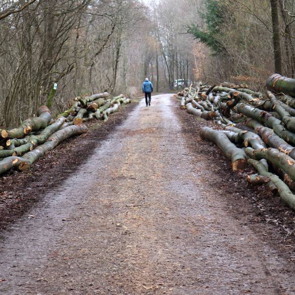 Im Nöthener Wald im Bereich Pfaffenbusch liegen entlang des Weges viele Dutzend Buchen und Eichen, die gefällt wurden.