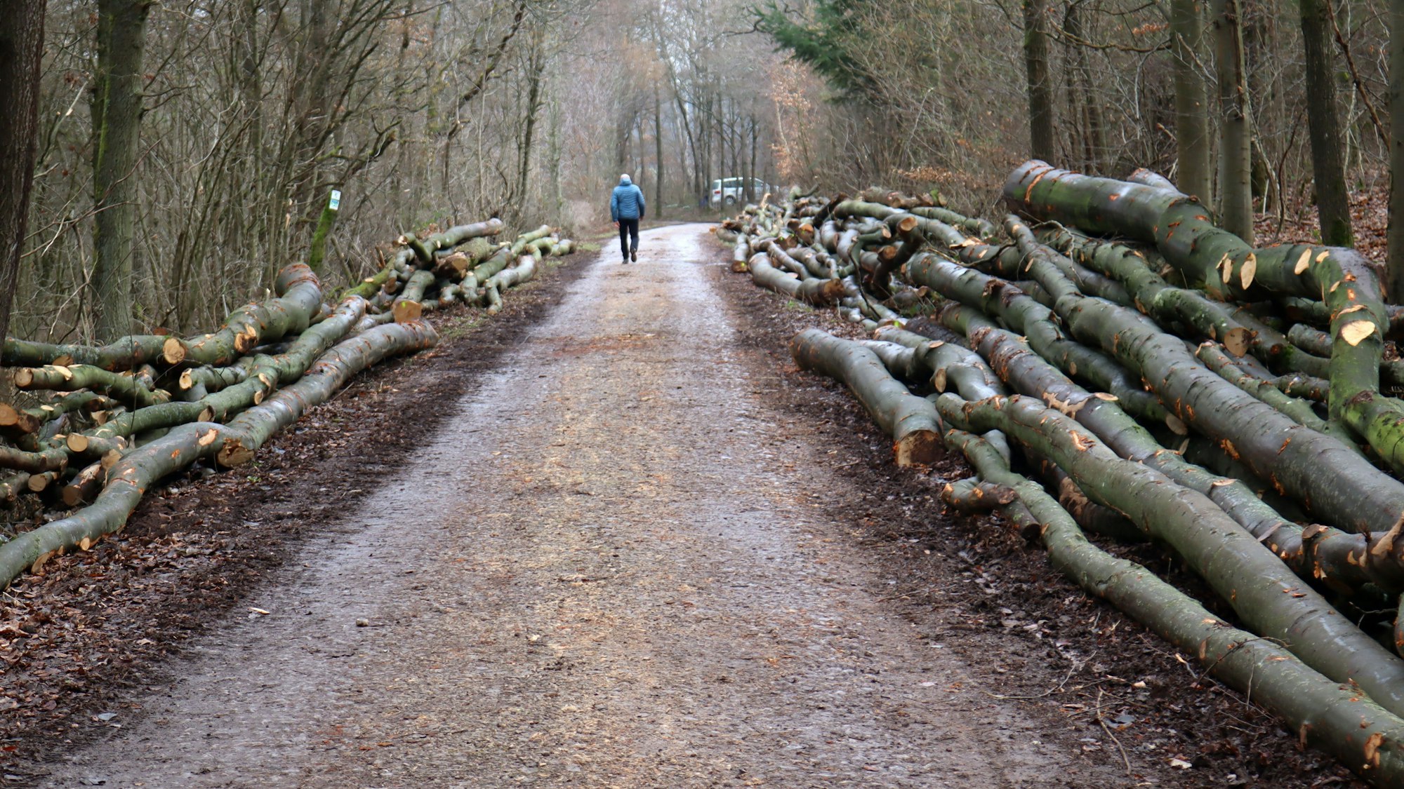 Im Nöthener Wald im Bereich Pfaffenbusch liegen entlang des Weges viele Dutzend Buchen und Eichen, die gefällt wurden.