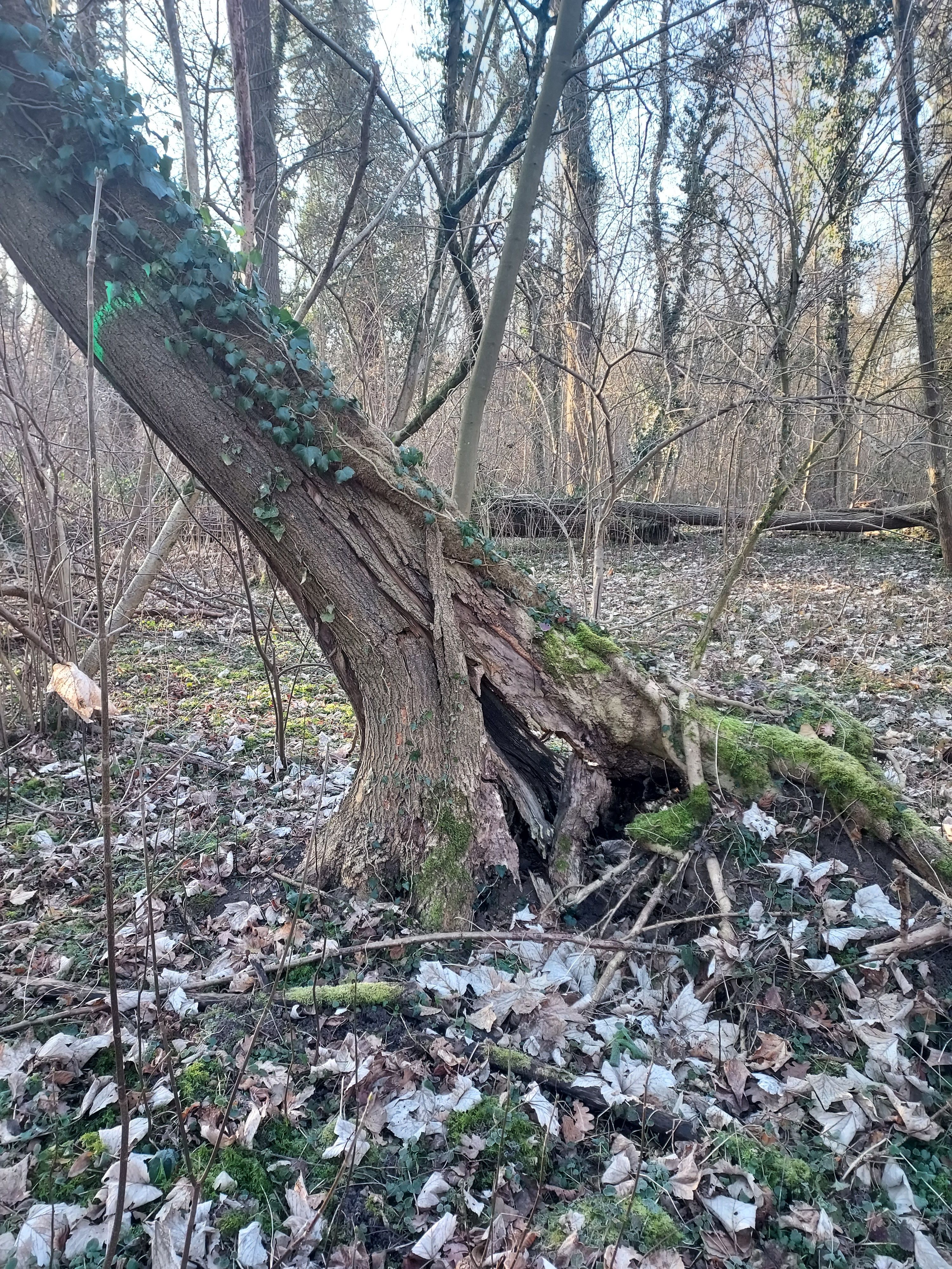Das Foto zeigt eine Esche, die vom Pilz befallen ist. Das Wurzelwerk ist angegriffen, der Baum steht nicht mehr sicher.