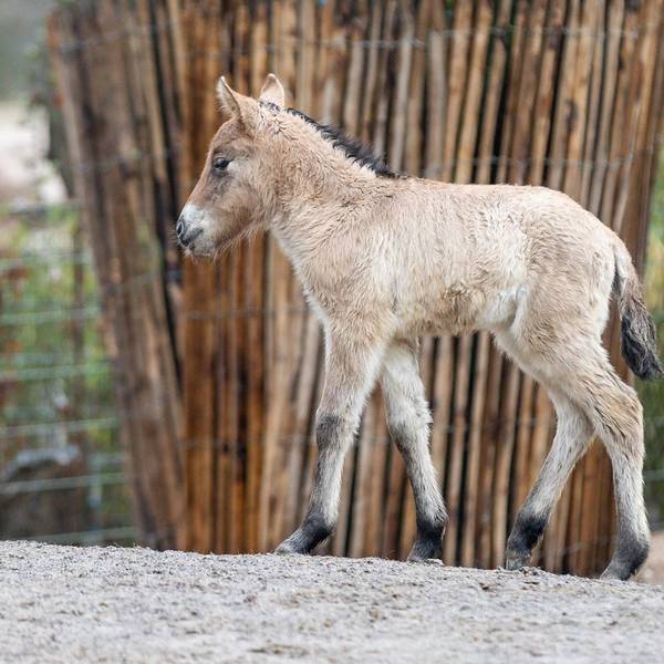 Kostbarer Anblick: Im Kölner Zoo wurde ein seltenes Przewalskipferd geboren.