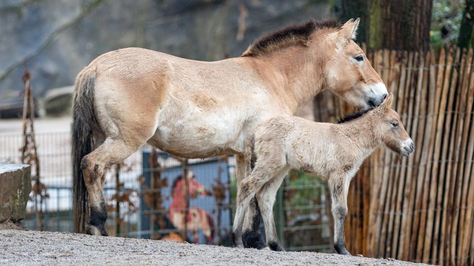 Im Rahmen der Auswilderung werden die Tiere in Gruppen untergebracht, in denen sie geschlechtstypisches Sozialverhalten lernen können.