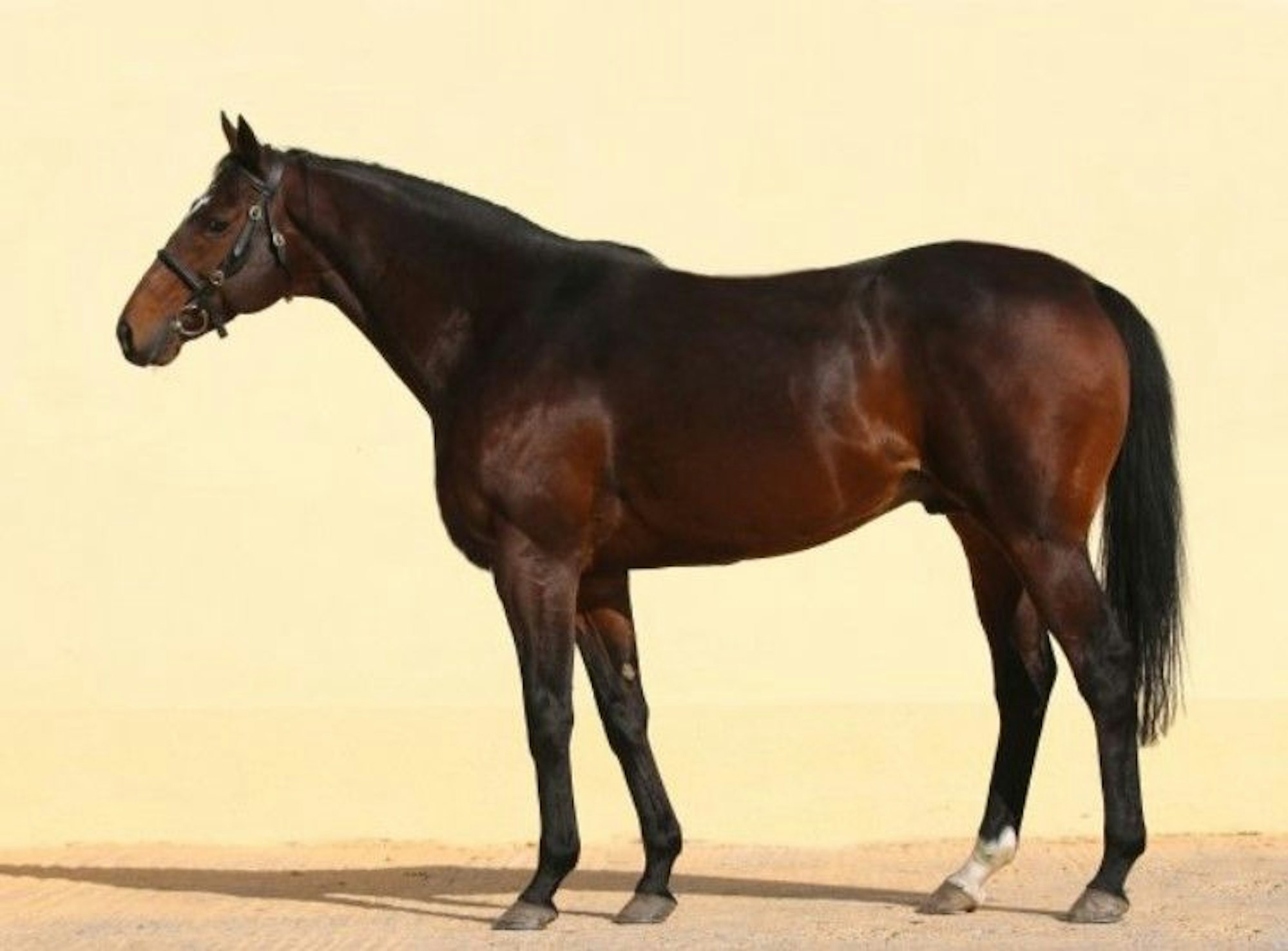 Zazou, gestohlenes Pferd von Ramzan Kadyrow