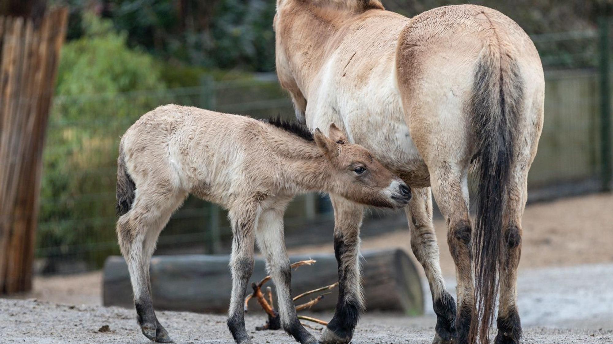 Das junge Pferd bei seiner Mutter „Luca“.