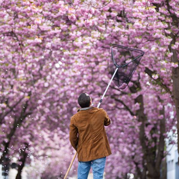 Ein Tourist versucht mit einem Kescher Kirschblüten in der Bonner Altstadt einzufangen.