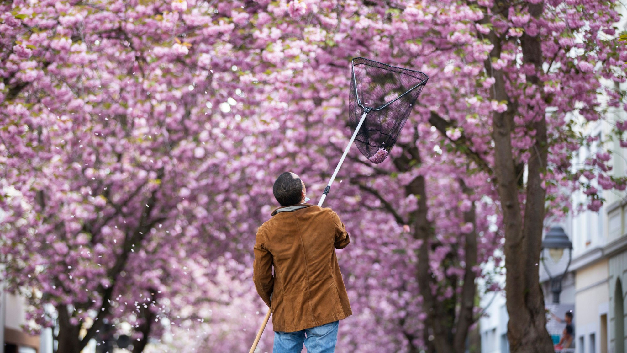 Ein Tourist versucht mit einem Kescher Kirschblüten in der Bonner Altstadt einzufangen.