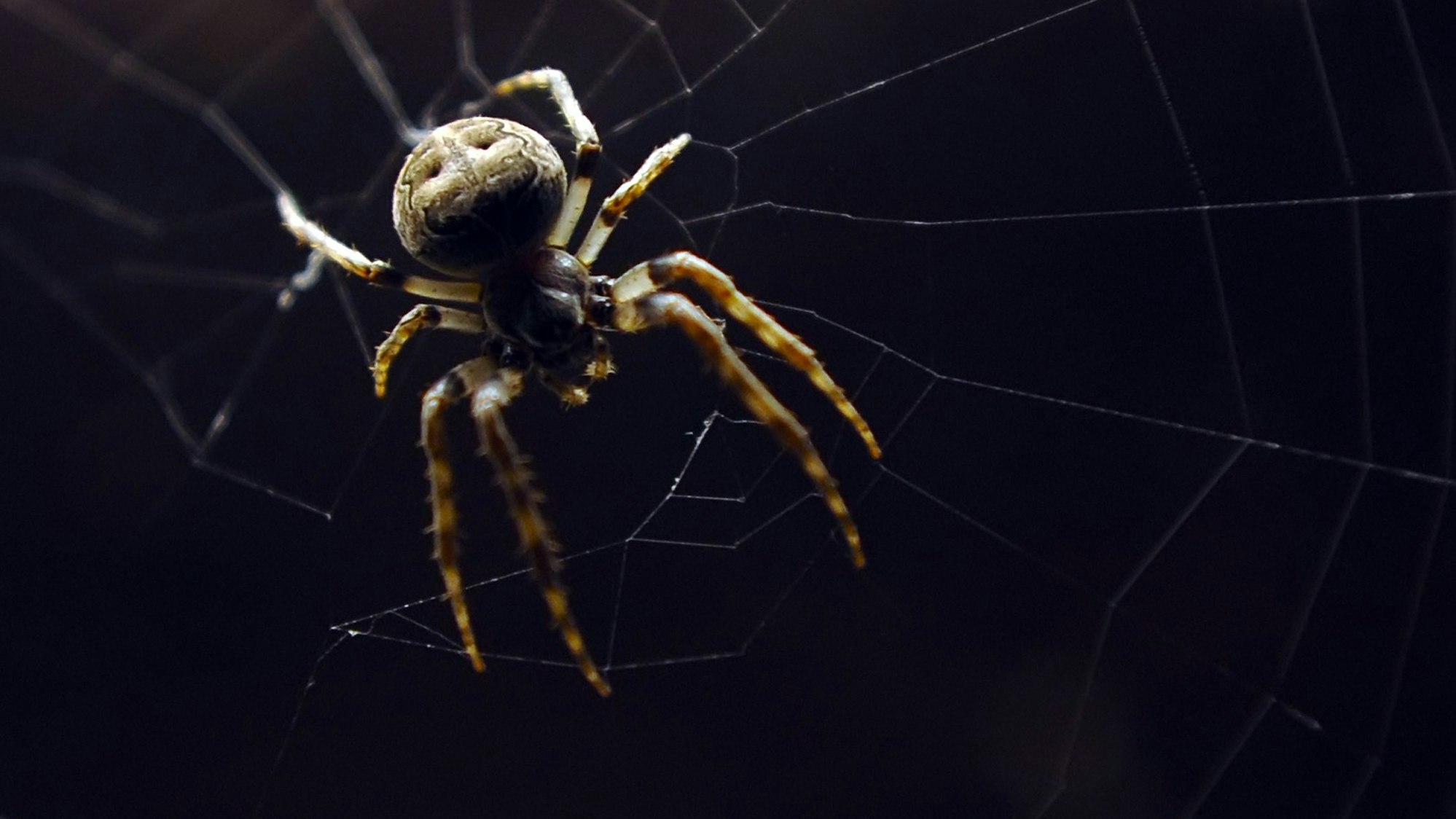 Eine Nosferatu-Spinne sitzt auf einem Holzblock. In Köln und Region wurde die invasiven Spinnen aus dem Mittelmeerraum im Sommer 2022 häufig gesichtet.