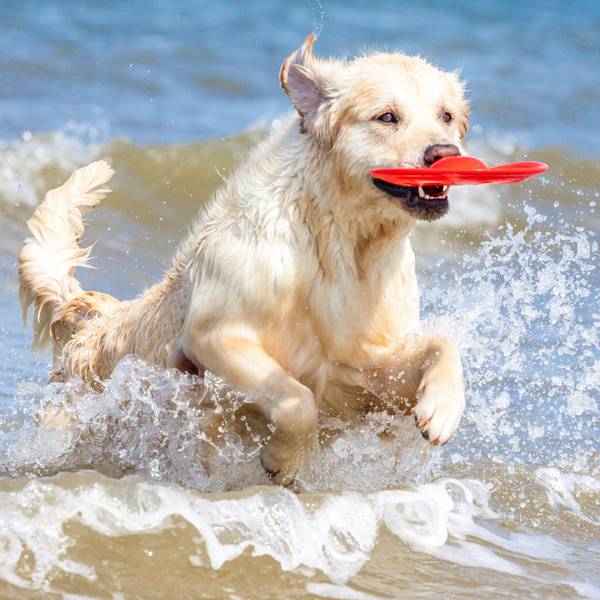 Golden Retriever tobt durch Wasser am Strand.