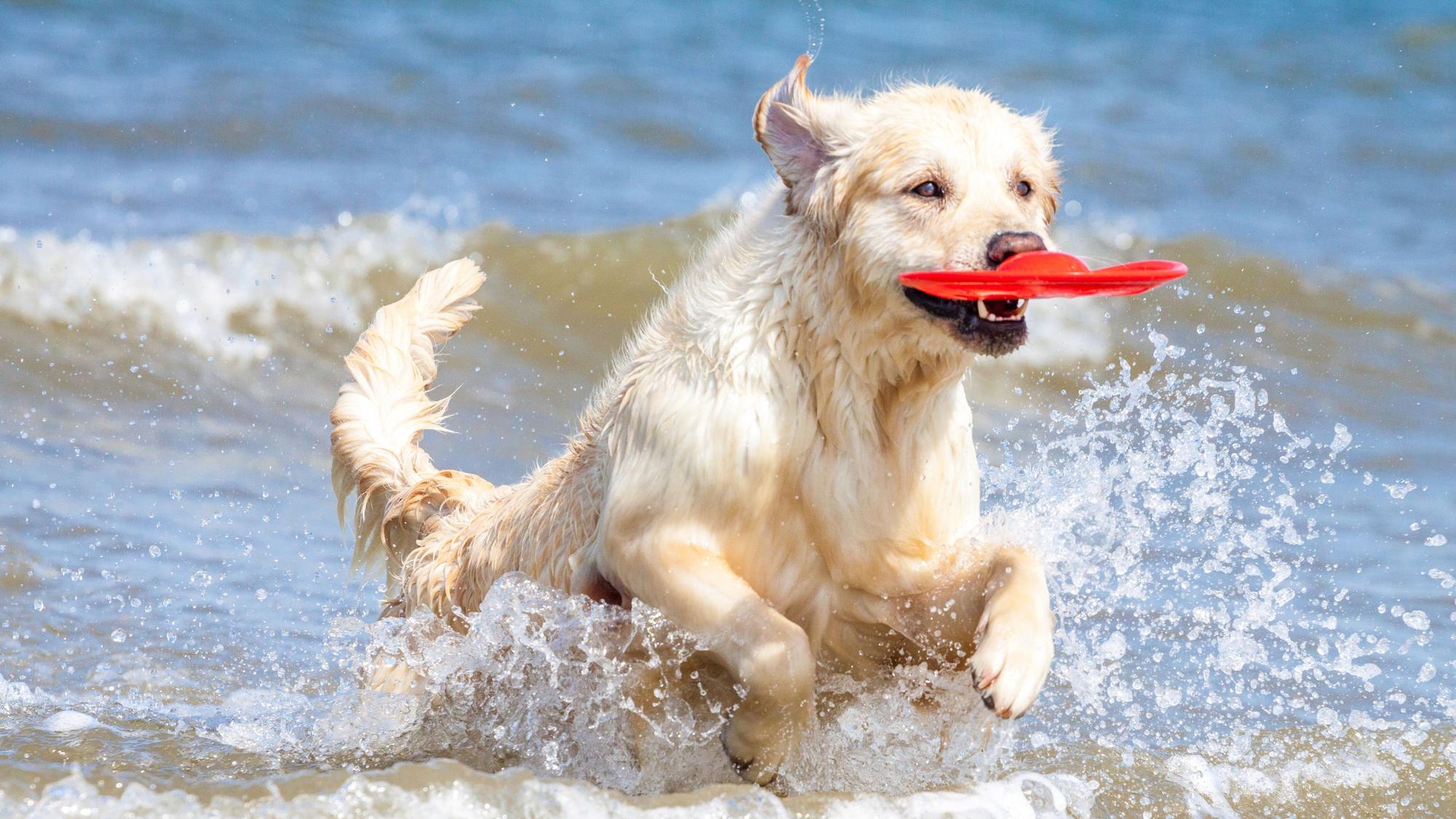 Golden Retriever tobt durch Wasser am Strand.