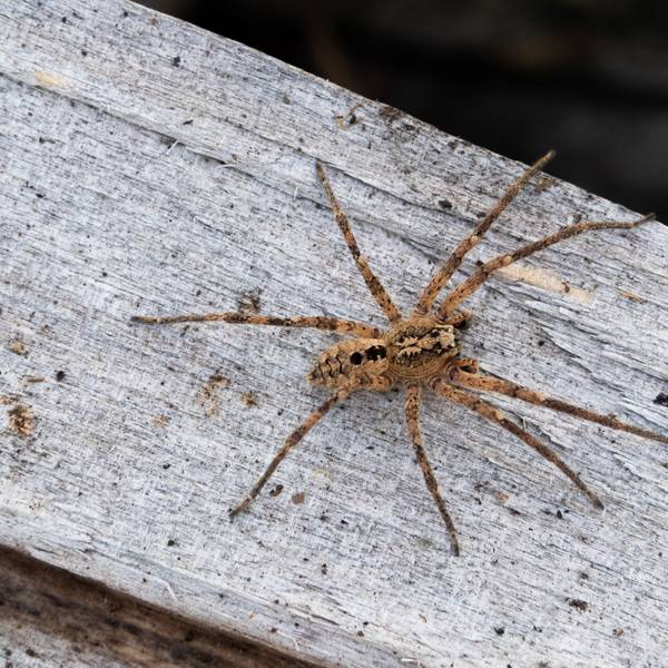 Eine Nosferatu-Spinne sitzt auf einem Holzblock. In Köln und Region wurde die invasiven Spinnen aus dem Mittelmeerraum im Sommer 2022 häufig gesichtet.
