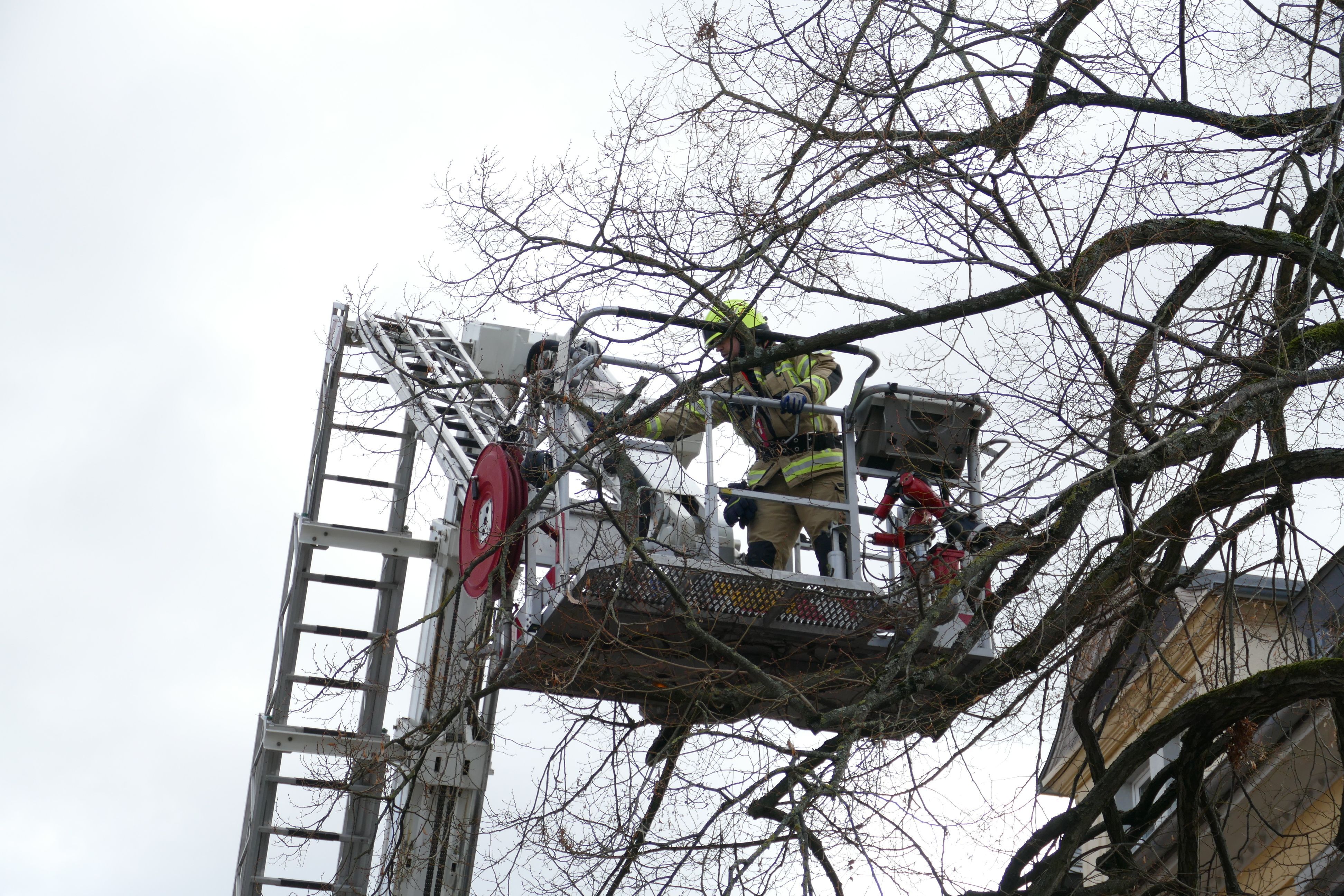 Die Siegburger Feuerwehr entfernt lose Äste aus einem Baum in der Bambergstraße, die auf die Straße zu fallen drohten.