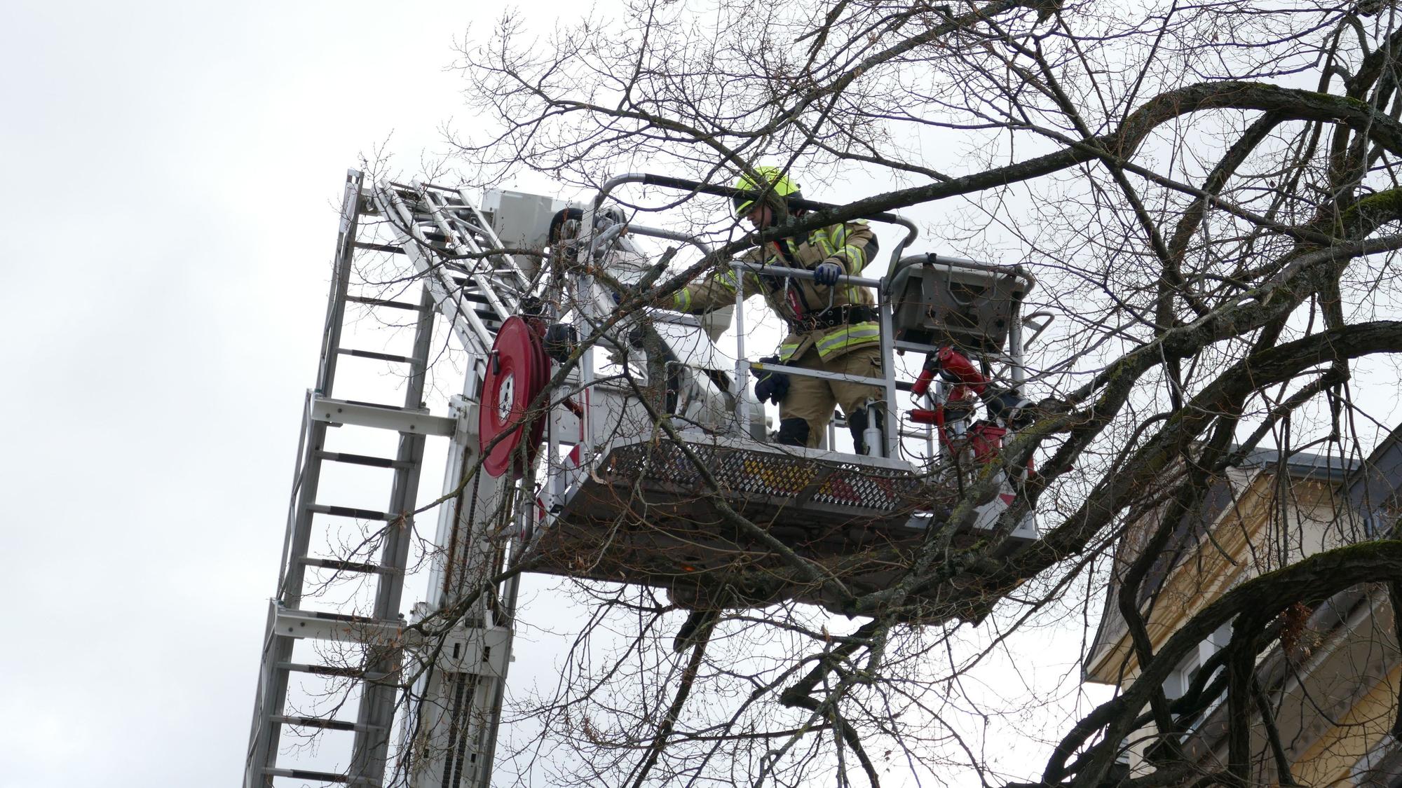 Die Siegburger Feuerwehr entfernt lose Äste aus einem Baum in der Bambergstraße, die auf die Straße zu fallen drohten.