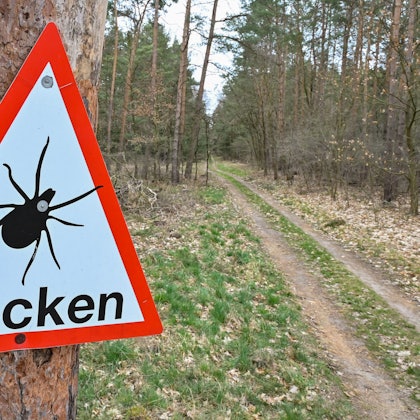 Ein Warnschild vor Zecken hängt an einem Baum in einem Wald.
Zecken können Krankheiten übertragen. Im Wald sollte man deshalb lange Klamotten tragen.