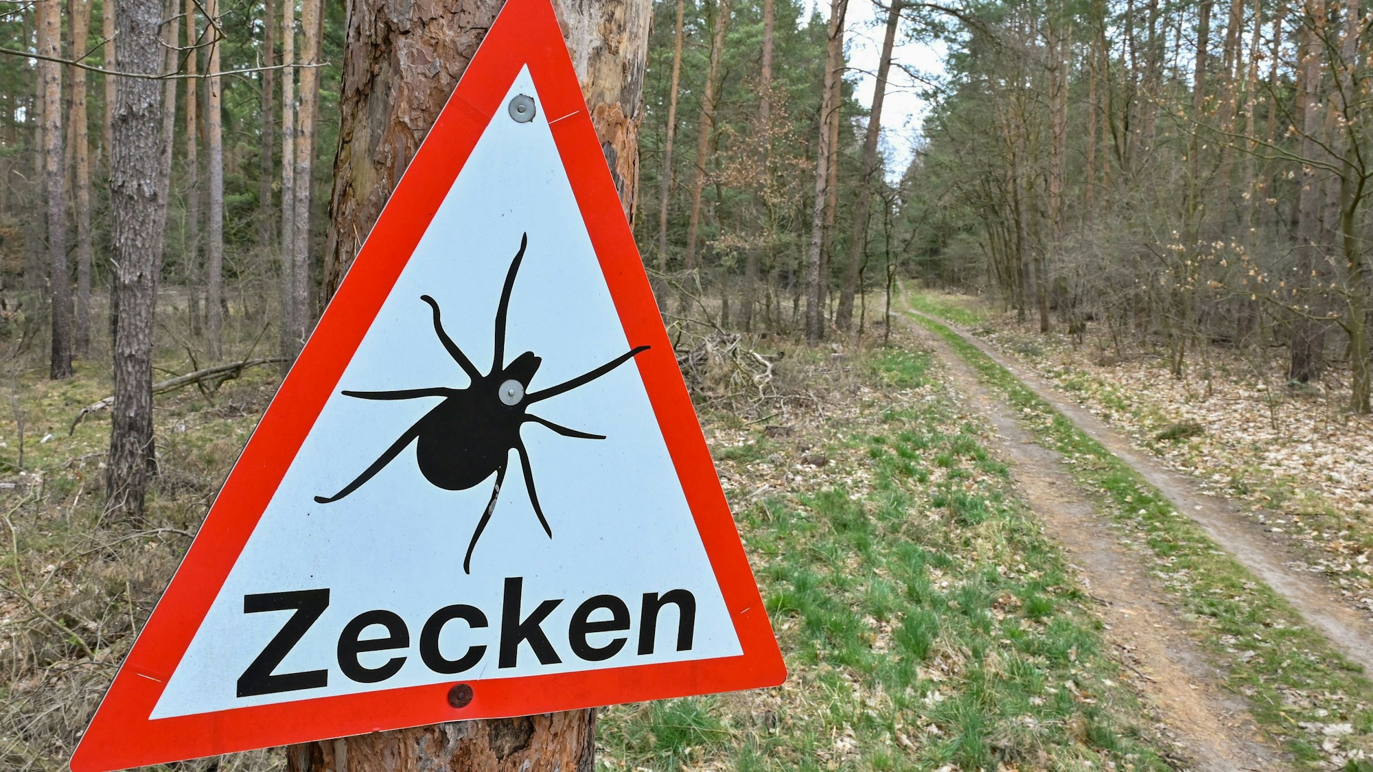 Ein Warnschild vor Zecken hängt an einem Baum in einem Wald.
Zecken können Krankheiten übertragen. Im Wald sollte man deshalb lange Klamotten tragen.