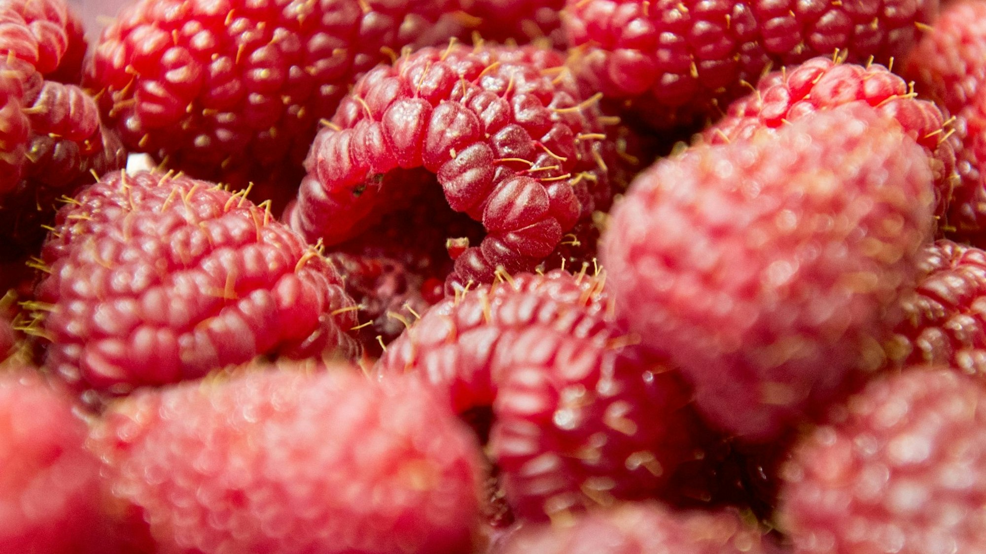 Mehrere reife Himbeeren sind in der Nahaufnahme zu sehen.