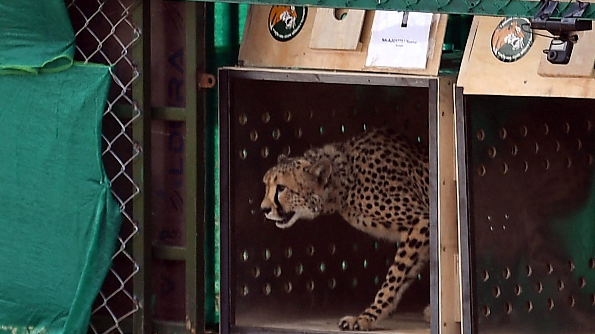 Ein Gepard kommt im Kuno-Nationalpark in Indien an.