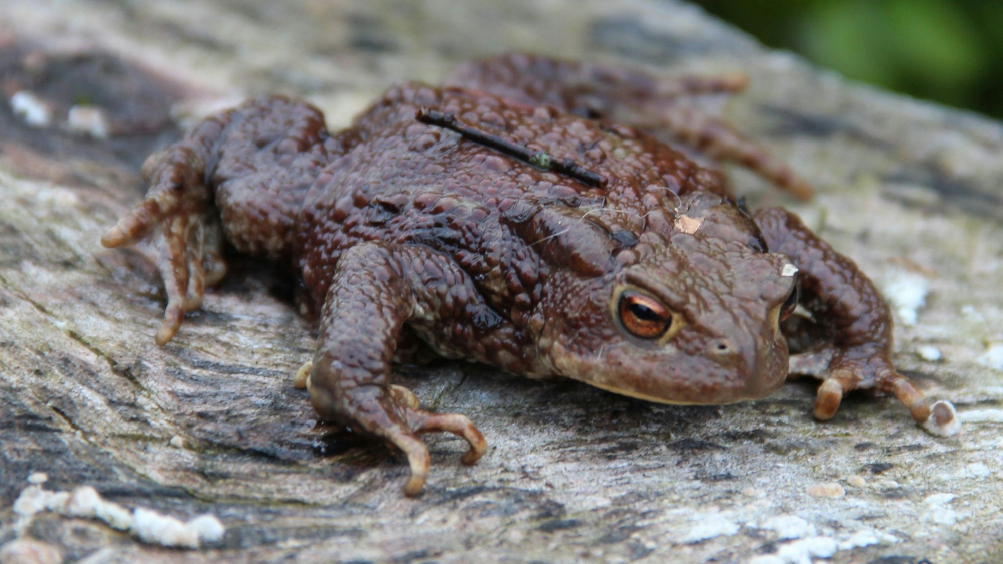 Vielen tausend Kröten droht alljährlich bei der Wanderung zu ihren Laichgewässern der Tod durch Überfahren.