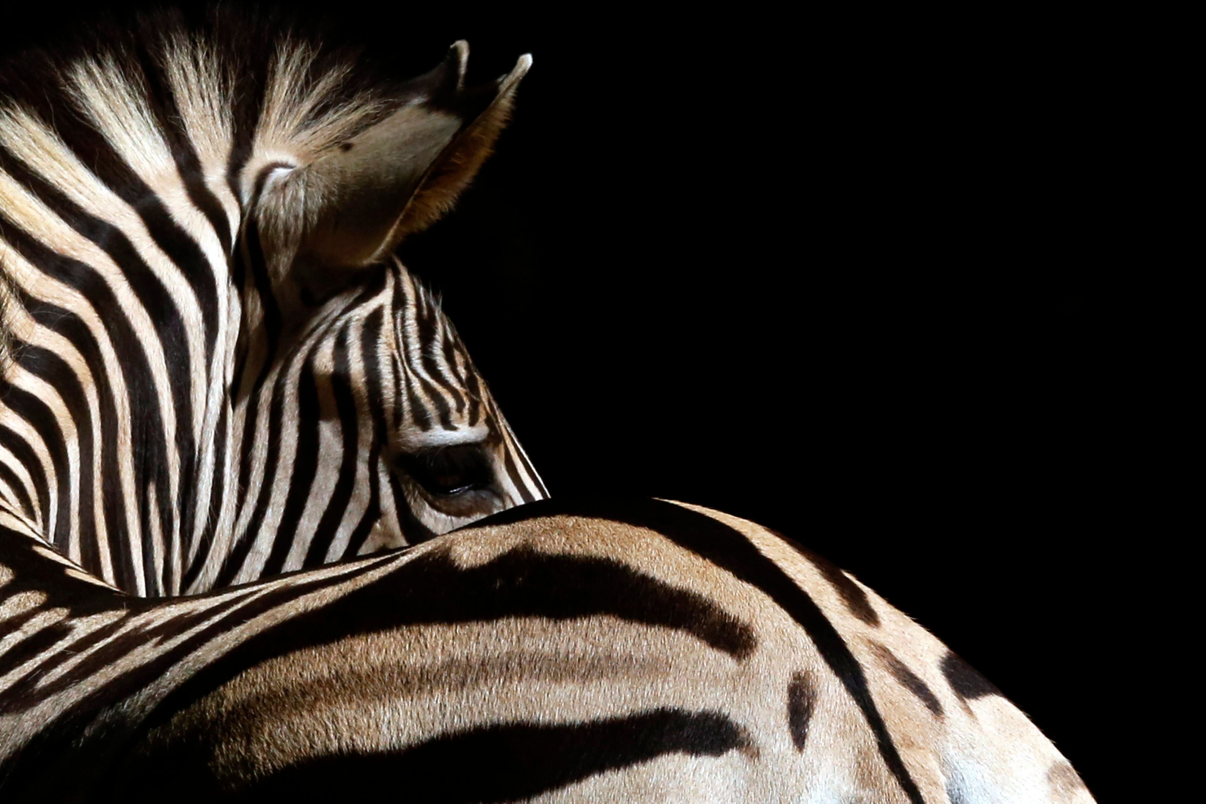 In Ohio hat ein Zebra seinen Besitzer angegriffen (Symbolbild).