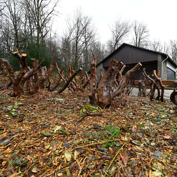Kahlschlag auf dem Friedhof.