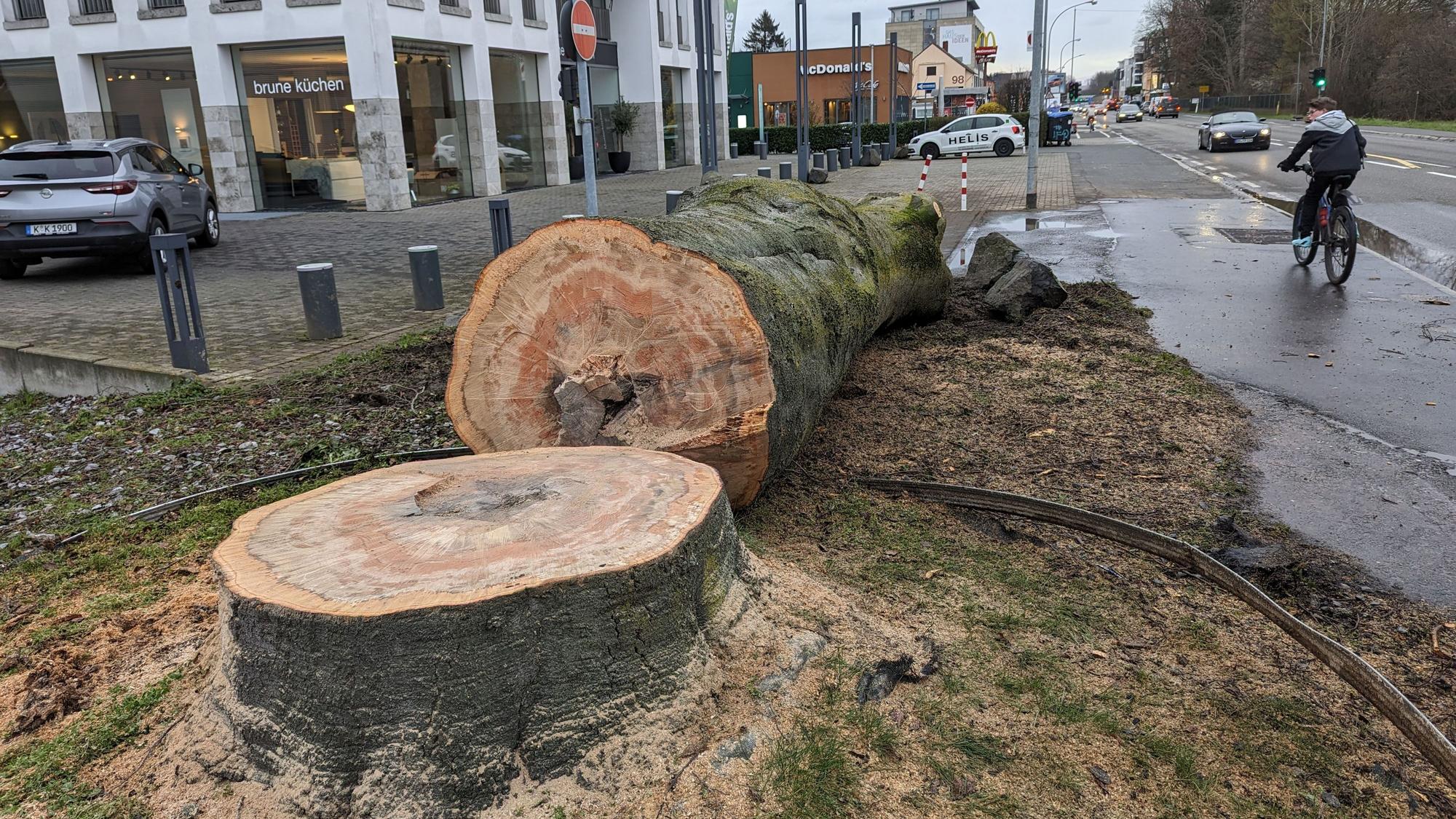 Die über 120 Jahre alte Blutbuche an der Luxemburger Straße in Efferen liegt neben dem Baumstumpf.