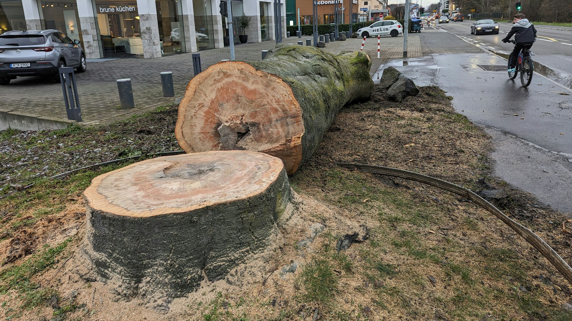 Das Foto zeigt den Stamm des gefällten Baums neben dem Stumpf.