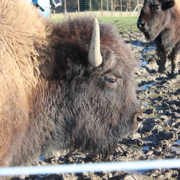Ein Bison guckt direkt in die Kamera.