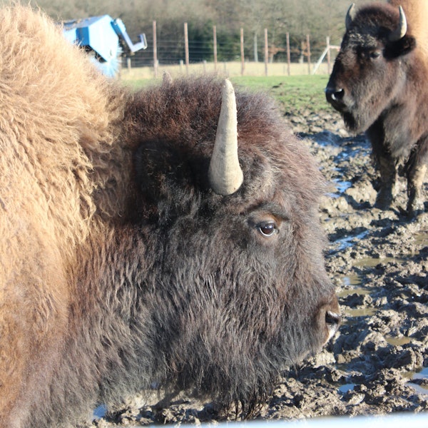 Ein Bison guckt direkt in die Kamera.