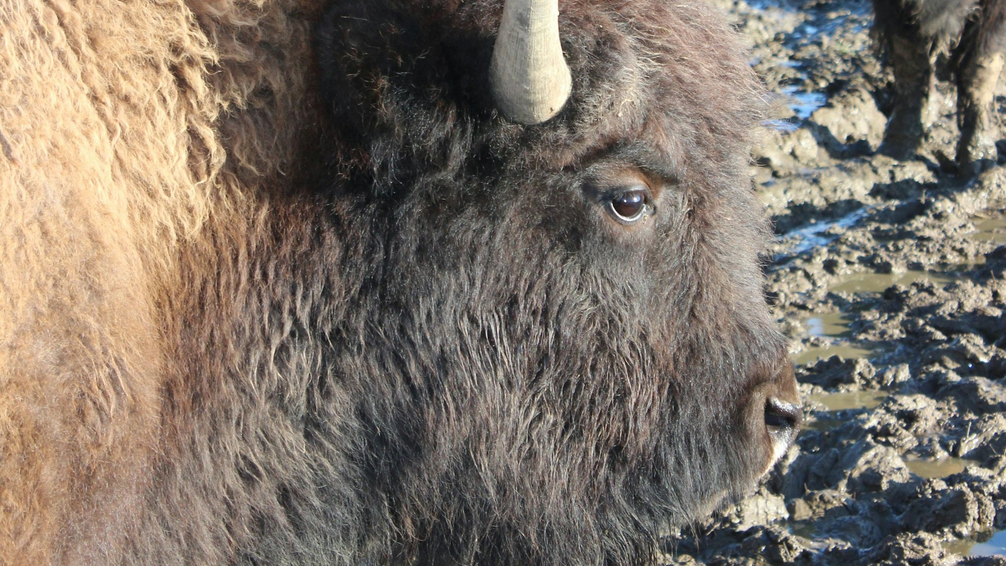 Ein Bison guckt direkt in die Kamera.