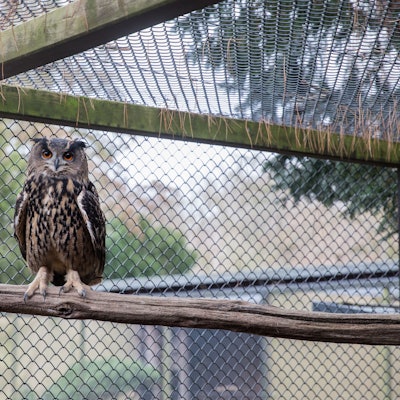 Ein Tier in der Voliere der Greifvogelstation.
