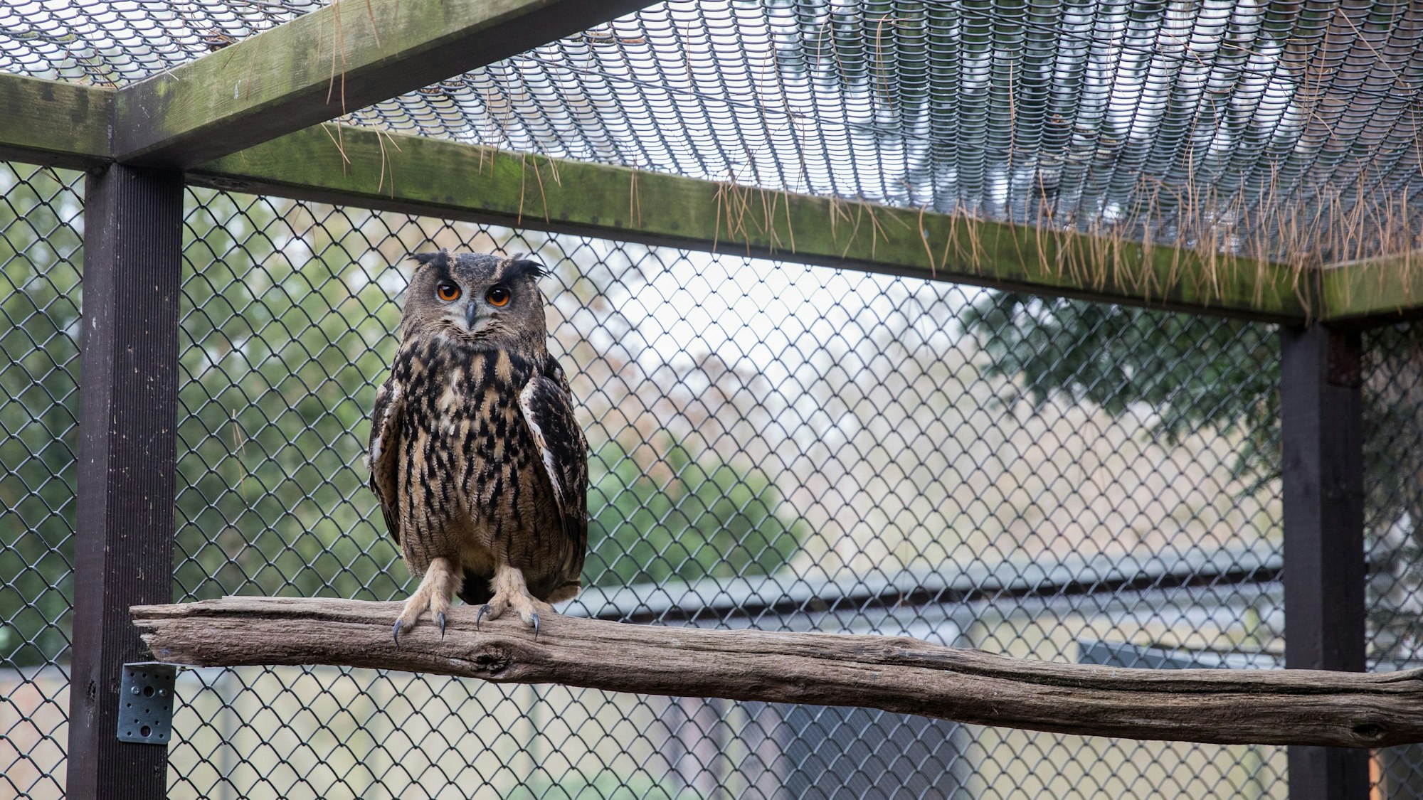 Zu sehen ist eine Waldohreule in einem Gehege der Greifvogelschutzstation auf Gut Leidenhausen.