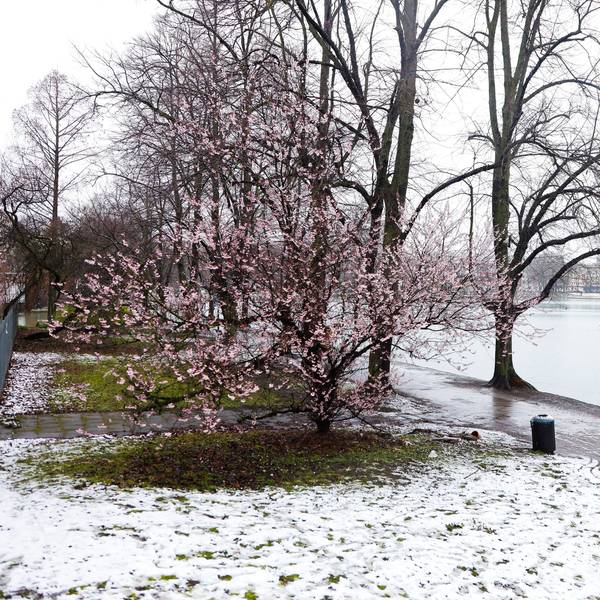 Schneefall in Köln am Aachener Weiher Anfang März