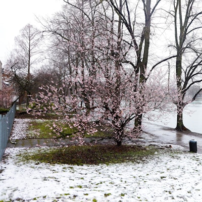 Schneefall in Köln am Aachener Weiher Anfang März