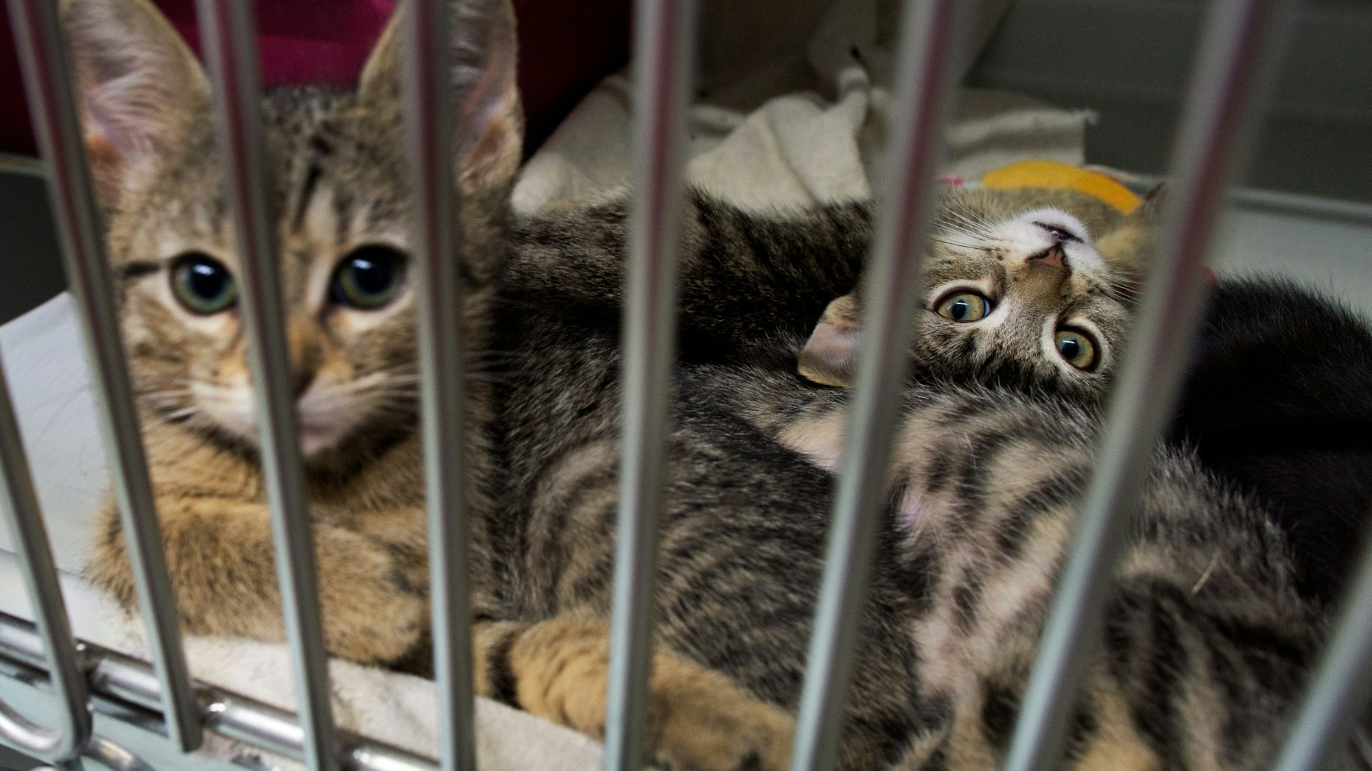 Neun Wochen alte Katzenbabys, die in einem Pappkarton an einem Supermarkt-Mülleimer gefunden wurden, liegen in der Quarantänestation vom Katzenhaus im Tierheim in Hannover (Niedersachsen).